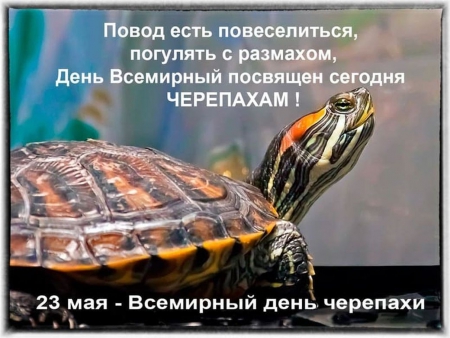 «Неизвестный китайский Трионикс»